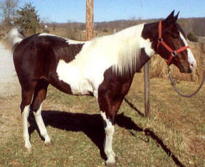 Cherokee's War Paint - worth waiting for (28033 bytes)