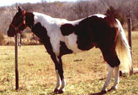 War Paint (17733 bytes)