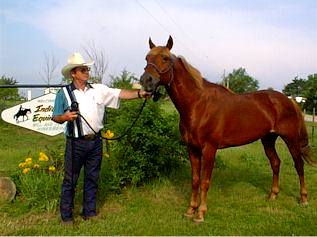 Country Gold, prize-winning stallion (16626 bytes)
